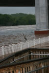 Blue Heron on wooden railing 