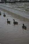 Ducks floating down boardwalk