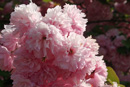 Closeup of Tree Blossoms