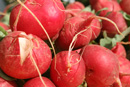 Fresh Radishes