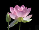 “Lotus-Snuggle Bud” by Gerry Gantt of Fairfax, VA (photography)