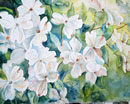 “Dogwood” 20x16 Watercolor on Paper by Carie Cole