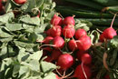 Radishes