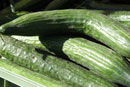 Fresh Cucumbers