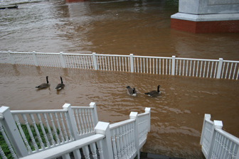 Ducks floating on flooded board walk